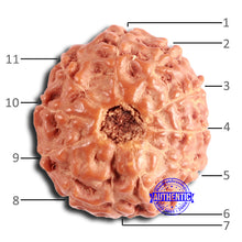 Load image into Gallery viewer, 11 Mukhi Indonesian Rudraksha - Bead No. 226