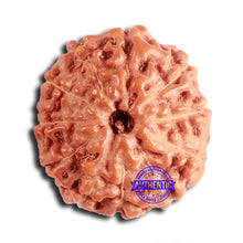 Load image into Gallery viewer, 11 Mukhi Indonesian Rudraksha - Bead No. 226
