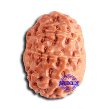 Load image into Gallery viewer, 11 Mukhi Indonesian Rudraksha - Bead No. 226