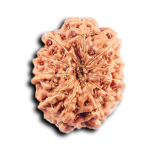 Load image into Gallery viewer, 11 Mukhi Indonesian Rudraksha - Bead No. 254