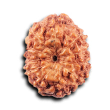 Load image into Gallery viewer, 11 Mukhi Indonesian Rudraksha - Bead No. 257