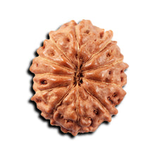 Load image into Gallery viewer, 11 Mukhi Indonesian Rudraksha - Bead No. 265