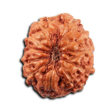 Load image into Gallery viewer, 11 Mukhi Indonesian Rudraksha - Bead No. 267