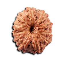 Load image into Gallery viewer, 11 Mukhi Indonesian Rudraksha - Bead No. 268