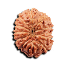 Load image into Gallery viewer, 11 Mukhi Indonesian Rudraksha - Bead No. 269