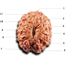 Load image into Gallery viewer, 11 Mukhi Indonesian Rudraksha - Bead No.271