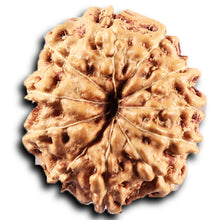 Load image into Gallery viewer, 11 Mukhi Indonesian Rudraksha - Bead No.274
