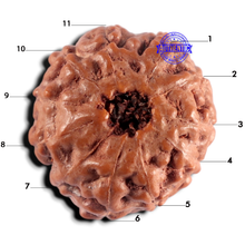 Load image into Gallery viewer, 11 Mukhi Indonesian Rudraksha - Bead No. 275