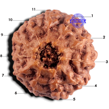 Load image into Gallery viewer, 11 Mukhi Indonesian Rudraksha - Bead No. 277