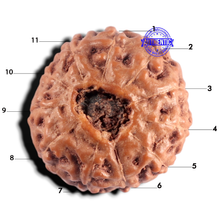Load image into Gallery viewer, 11 Mukhi Indonesian Rudraksha - Bead No. 280