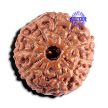 Load image into Gallery viewer, 11 Mukhi Indonesian Rudraksha - Bead No. 280