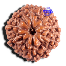 Load image into Gallery viewer, 11 Mukhi Indonesian Rudraksha - Bead No. 283