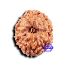 Load image into Gallery viewer, 11 Mukhi Indonesian Rudraksha - Bead No.230