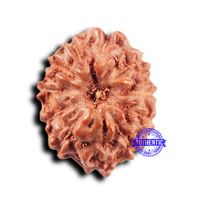 Load image into Gallery viewer, 11 Mukhi Indonesian Rudraksha - Bead No.232