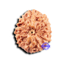 Load image into Gallery viewer, 11 Mukhi Indonesian Rudraksha - Bead No.234