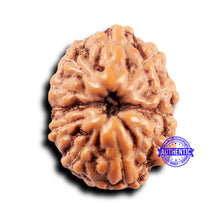 Load image into Gallery viewer, 11 Mukhi Indonesian Rudraksha - Bead No.235