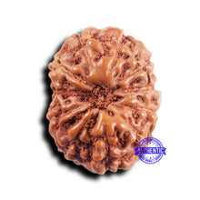 Load image into Gallery viewer, 11 Mukhi Indonesian Rudraksha - Bead No.239