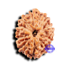 Load image into Gallery viewer, 11 Mukhi Indonesian Rudraksha - Bead No.240