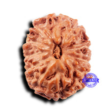 Load image into Gallery viewer, 11 Mukhi Indonesian Rudraksha - Bead No.241