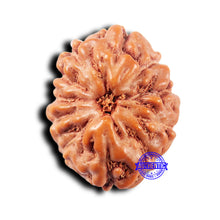 Load image into Gallery viewer, 11 Mukhi Indonesian Rudraksha - Bead No.244