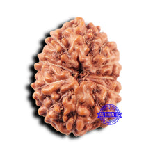 Load image into Gallery viewer, 11 Mukhi Indonesian Rudraksha - Bead No. 246
