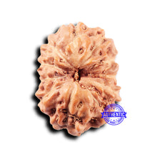 Load image into Gallery viewer, 11 Mukhi Indonesian Rudraksha - Bead No. 247
