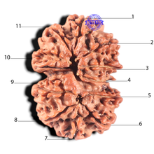 Load image into Gallery viewer, 11 Mukhi Gaurishankar Nepalese Rudraksha - Bead No. 285