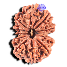 Load image into Gallery viewer, 11 Mukhi Gaurishankar Nepalese Rudraksha - Bead No. 285