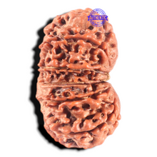 Load image into Gallery viewer, 11 Mukhi Gaurishankar Nepalese Rudraksha - Bead No. 285