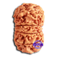 Load image into Gallery viewer, 11 Mukhi Nepalese Rudraksha - Bead No. 366