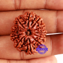 Load image into Gallery viewer, 11 Mukhi Nepalese Rudraksha - Bead No. 367
