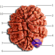 Load image into Gallery viewer, 11 Mukhi Nepalese Rudraksha - Bead No. 368