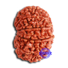 Load image into Gallery viewer, 11 Mukhi Nepalese Rudraksha - Bead No. 368