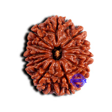 Load image into Gallery viewer, 11 Mukhi Nepalese Rudraksha - Bead No. 373