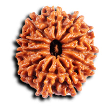 Load image into Gallery viewer, 11 Mukhi Nepalese Rudraksha - Bead No. 386