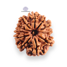 Load image into Gallery viewer, 11 Mukhi Nepalese Rudraksha - Bead No. 397