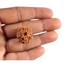 Load image into Gallery viewer, 11 Mukhi Nepalese Rudraksha - Bead No. 397