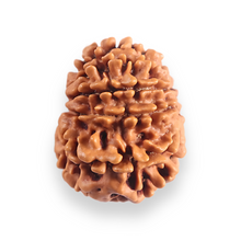 Load image into Gallery viewer, 11 Mukhi Nepalese Rudraksha - Bead No. 397