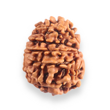 Load image into Gallery viewer, 11 Mukhi Nepalese Rudraksha - Bead No. 397