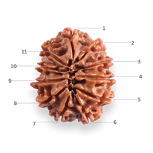 Load image into Gallery viewer, 11 Mukhi Nepalese Rudraksha - Bead No. 398