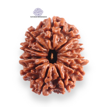 Load image into Gallery viewer, 11 Mukhi Nepalese Rudraksha - Bead No. 398