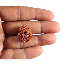 Load image into Gallery viewer, 11 Mukhi Nepalese Rudraksha - Bead No. 398