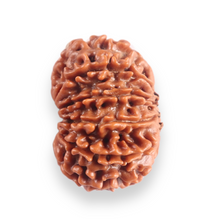 Load image into Gallery viewer, 11 Mukhi Nepalese Rudraksha - Bead No. 398