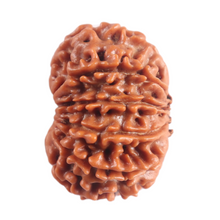 Load image into Gallery viewer, 11 Mukhi Nepalese Rudraksha - Bead No. 398
