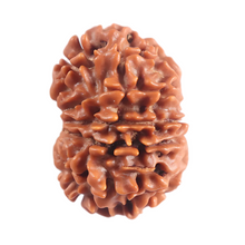 Load image into Gallery viewer, 11 Mukhi Nepalese Rudraksha - Bead No. 399