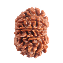 Load image into Gallery viewer, 11 Mukhi Nepalese Rudraksha - Bead No. 399
