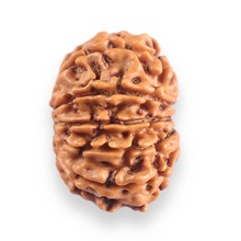 Load image into Gallery viewer, 11 Mukhi Nepalese Rudraksha - Bead No.400