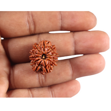 Load image into Gallery viewer, 11 Mukhi Nepalese Rudraksha - Bead No. 401