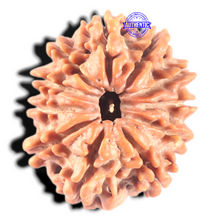 Load image into Gallery viewer, 11 Mukhi Nepalese Rudraksha - Bead No. 407