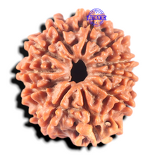 Load image into Gallery viewer, 11 Mukhi Nepalese Rudraksha - Bead No. 408
